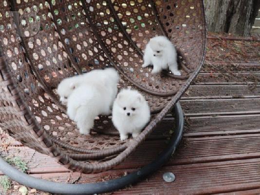 PoulaTo: φοβερά pomeranian μωρά για υιοθεσία.